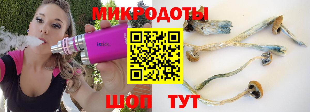 Псилоцибиновые грибы Psilocybe Карачаевск